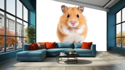 Little cute isolated small hamster sitting on white background. Closeup shot Wall mural