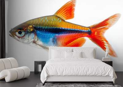 Vibrant Cardinal Tetra Fish Swimming Energetically in Captivating Ornamental Aquatic Environment with Vivid Red and Blue Hues on Clean White Wall mural