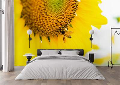 Close up of Bee on yellow blooming sunflower.( Macro photo set ) Wall mural