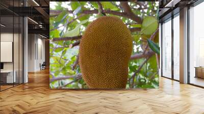 jackfruit on tree Wall mural