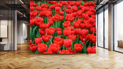 Large field of red tulips Wall mural