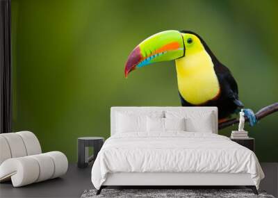 Keel Billed Toucan, from Central America. Wall mural