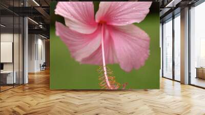 Beautiful pink hibiscus in close up.  Wall mural