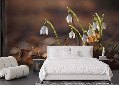 Spring snowdrop flowers Wall mural