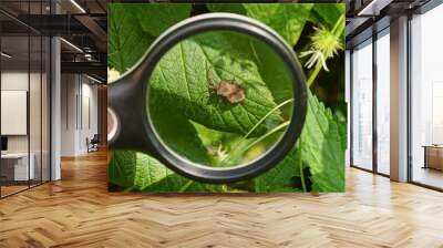 a black magnifying glass in hand magnifies a gray beetle on a green leaf of a plant in nature Wall mural