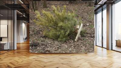 garbage from one small green pine tree lies on dry grass in nature Wall mural