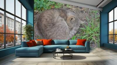 one gray cat sleeping on the ground among the green leaves of plants Wall mural