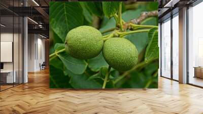 two green walnuts on a branch of a tree with leaves Wall mural