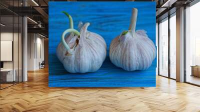 two white fresh garlic on a blue table Wall mural