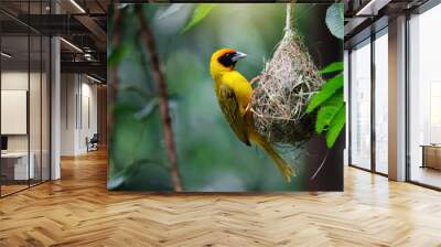 Close up of masked weaver bird building nest in dark forest background Wall mural