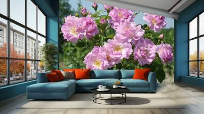 Close up view of pink Rosa damascena shrub plant Wall mural