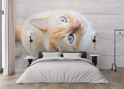 banner for website, sweet young white cat with blue eyes plays, rests, stretches, Wall mural