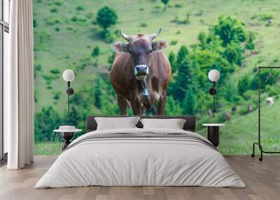 Curious dairy cow stand in her pasture. Dairy Cows. Farm Wall mural