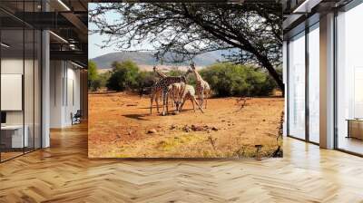 Safari Skyline At Rustenburg In North West South Africa. African Animals Landscape. Pilanesberg National Park. Rustenburg At North West South Africa. Big Five Animals. Wildlife Safari. Wall mural