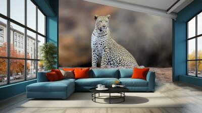 African Leopard, National Park of Kenya Wall mural