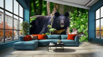 Asiatic black bear (Ursus thibetanus) in summer forest. Wildlife scene from nature Wall mural