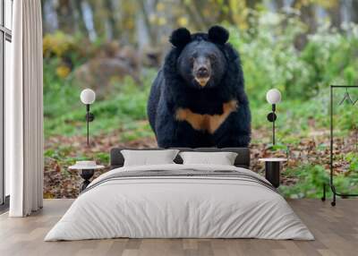 Asiatic black bear (Ursus thibetanus) Wall mural