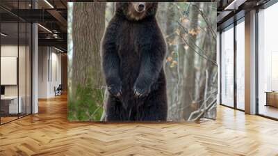 Bear standing on his hind legs in the autumn forest Wall mural