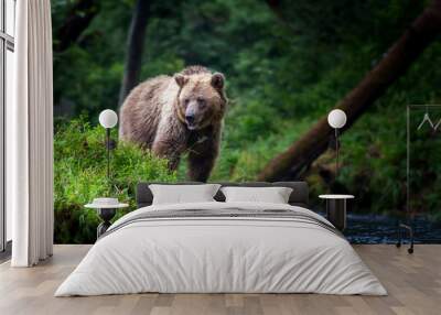 Big brown bear in the forest with river Wall mural