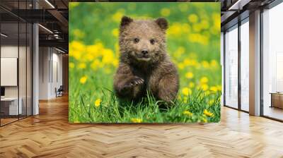 Brown bear cub playing on the summer field Wall mural