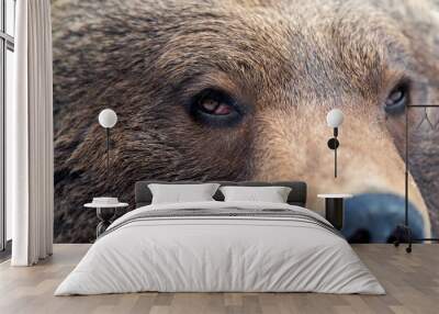 Brown bear eye Wall mural