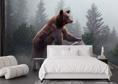 Brown bear in the misty fog Wall mural