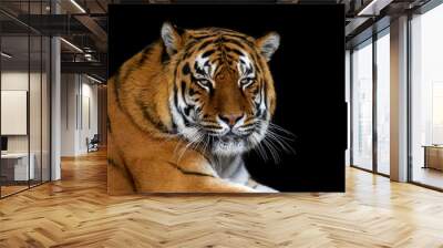 Close up big tiger isolated on black background Wall mural