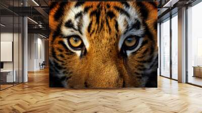 Close up view portrait of a Siberian tiger Wall mural