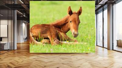 colt in meadow Wall mural