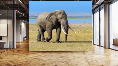 Elephant in National park of Kenya Wall mural