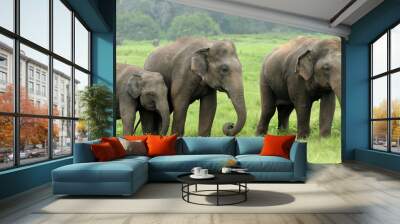 Elephants Wall mural