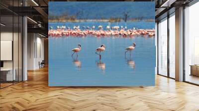 Flock of flamingos Wall mural