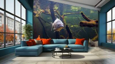 Freshwater fish carp (Cyprinus carpio) in the pond Wall mural