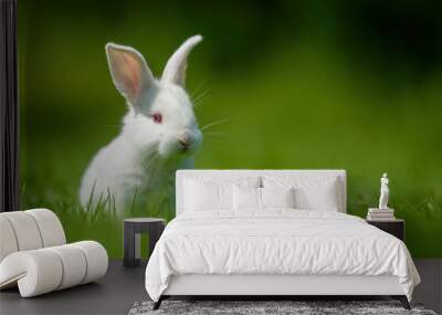 Funny little white rabbit on spring green grass Wall mural