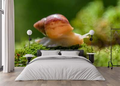 Giant snail (Achatina fulica) crawling on green moss Wall mural