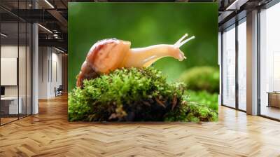 Giant snail (Achatina fulica) crawling on green moss Wall mural