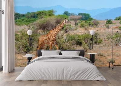 Giraffe in National park of Kenya Wall mural