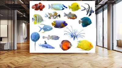 Great collection of a tropical fish Wall mural