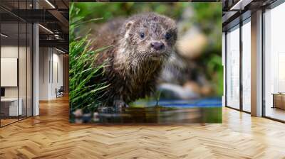 Lutra in nature habitat. Portrait of water predator. Animal from the river Wall mural