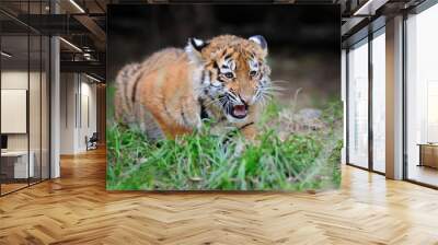 Portrait of a tiger cub Wall mural