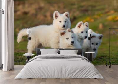 Puppy cute White Swiss Shepherd dog portrait on meadow Wall mural