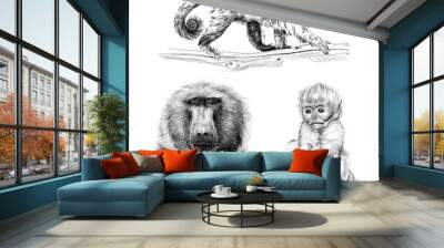 Set hand drawn monkey, sketch graphics monochrome illustration on white background Wall mural