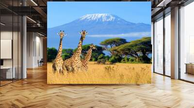 Three giraffe in National park of Kenya Wall mural