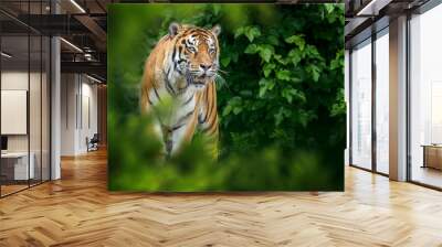 Tiger, wild animal in the natural habitat Wall mural