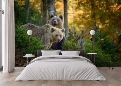 Two big brown bear in the forest. Dangerous animal in natural habitat. Wildlife scene Wall mural