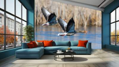 Two goose flying bird in the nature habitat Wall mural