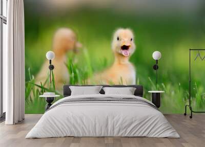 Two little duckling on green grass Wall mural