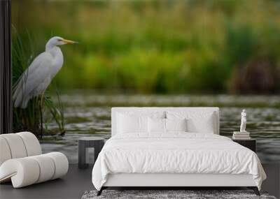 White heron, Great Egret, standing on the lake. Water bird in the nature habitat Wall mural