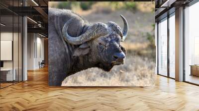 Wild African buffalo bull Wall mural