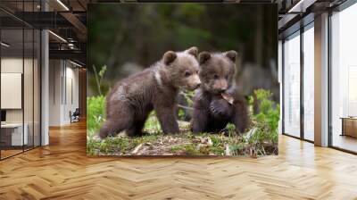 Wild brown bear cub closeup Wall mural